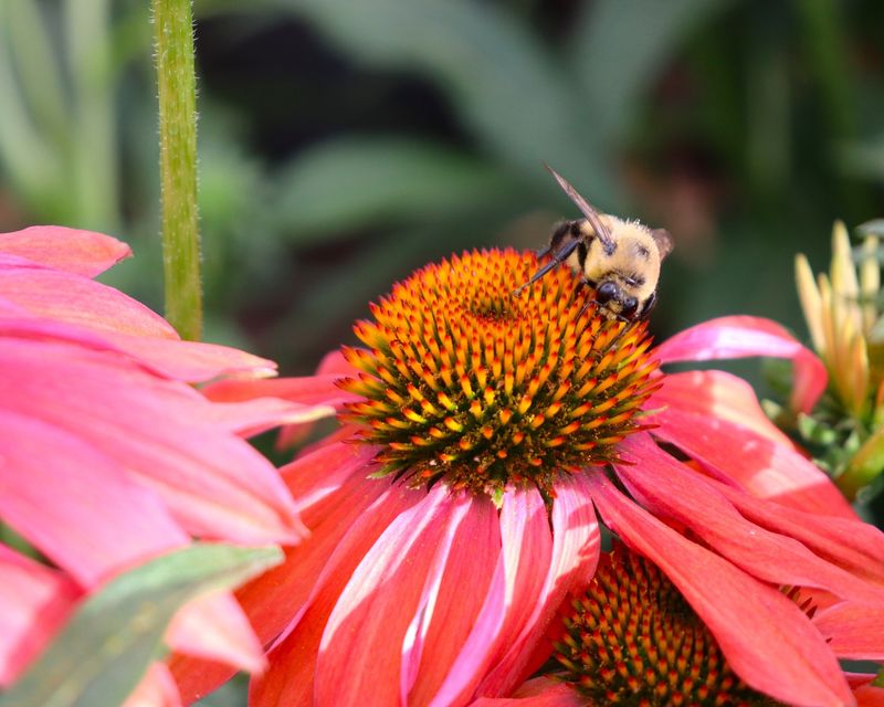 Purple Coneflower