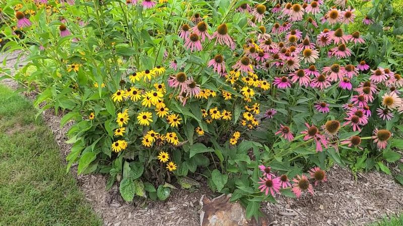 Purple Coneflower And Black-Eyed Susan