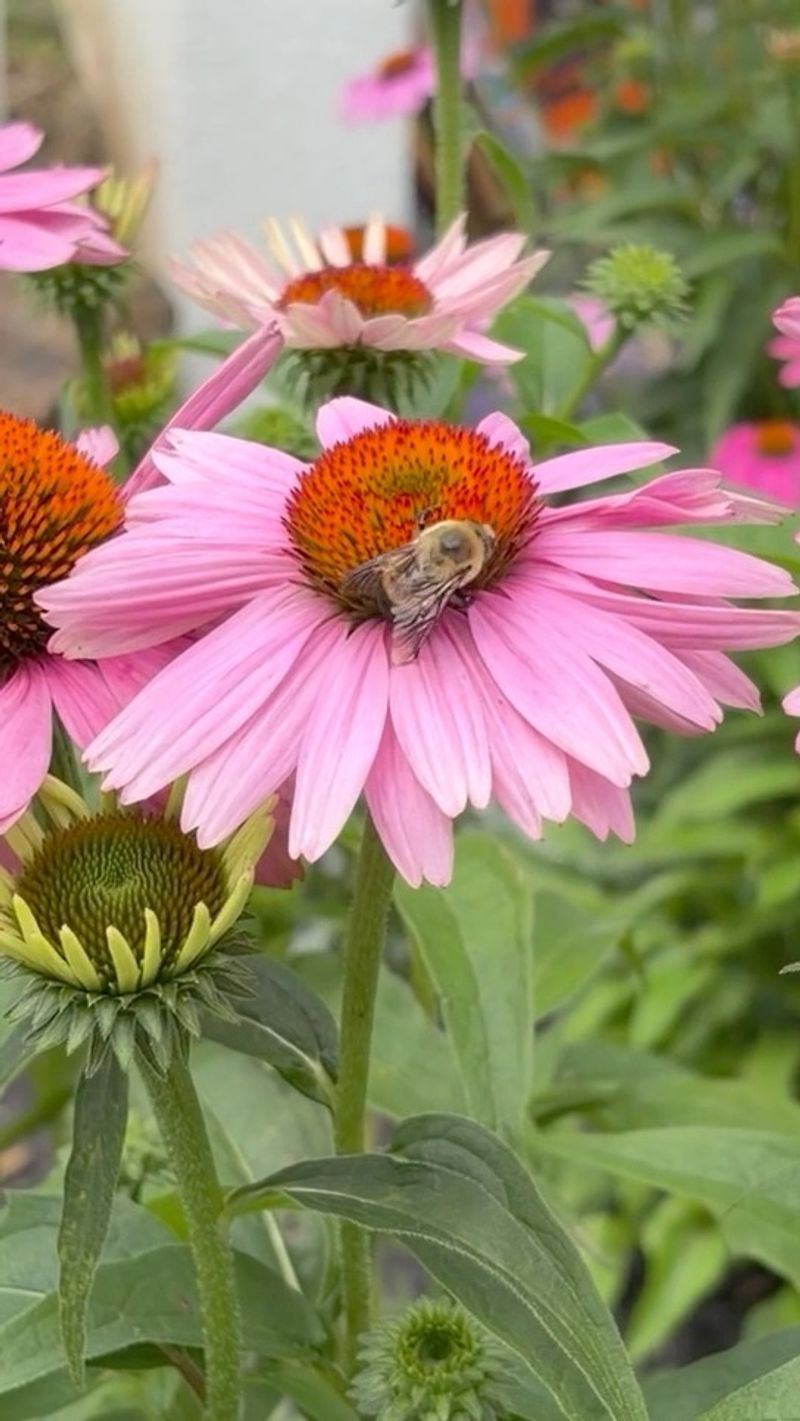 Purple Coneflower (Echinacea)