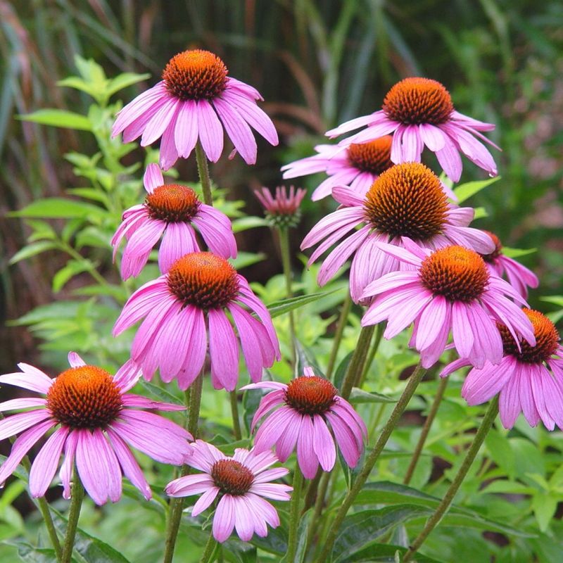 Purple Coneflower Gets A Head Start On Fall Root Growth Purple Coneflower Gets A Head Start On Fall Root Growth
