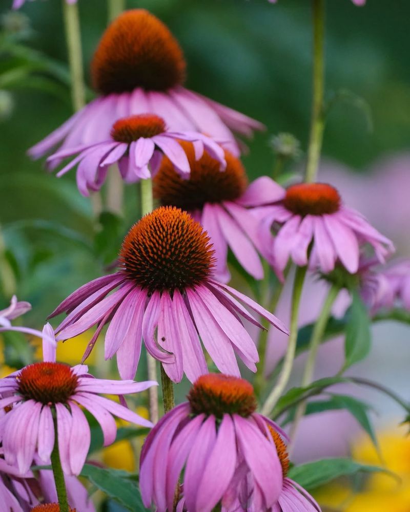 Purple Coneflower Holds Sunny Beds