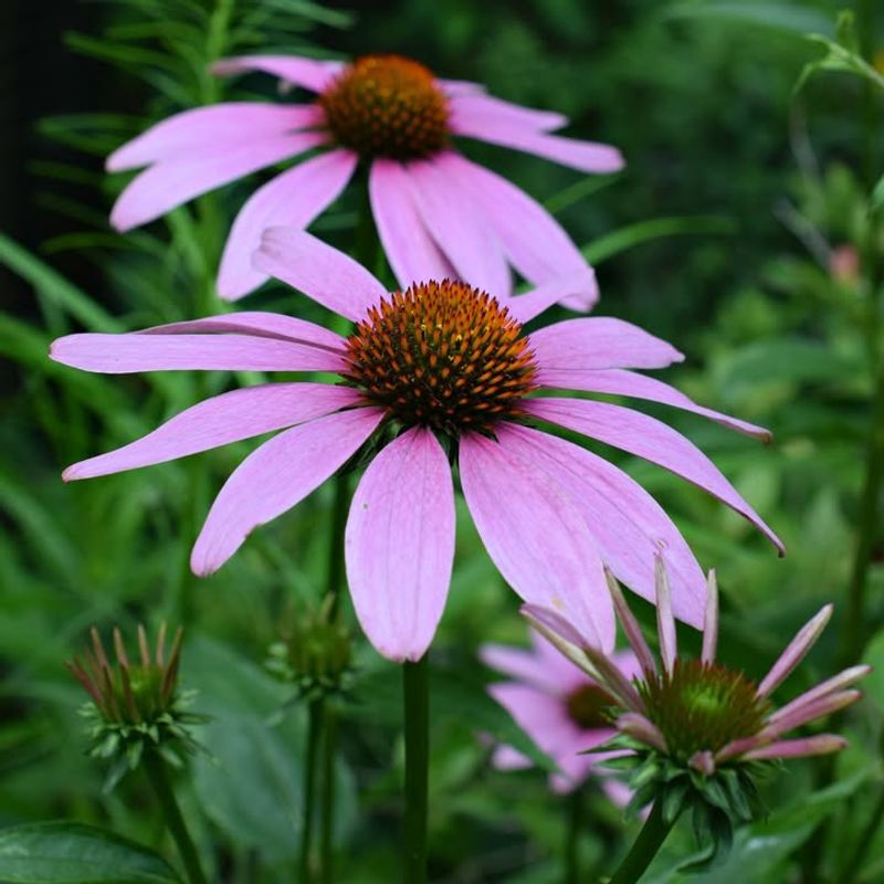 Purple Coneflower Holds Sunny Beds