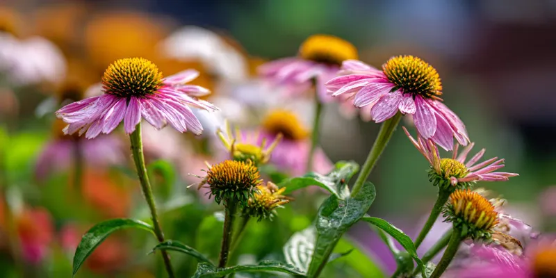 Purple Coneflower Keeps Going Through Summer Dry Spells Purple Coneflower Keeps Going Through Summer Dry Spells