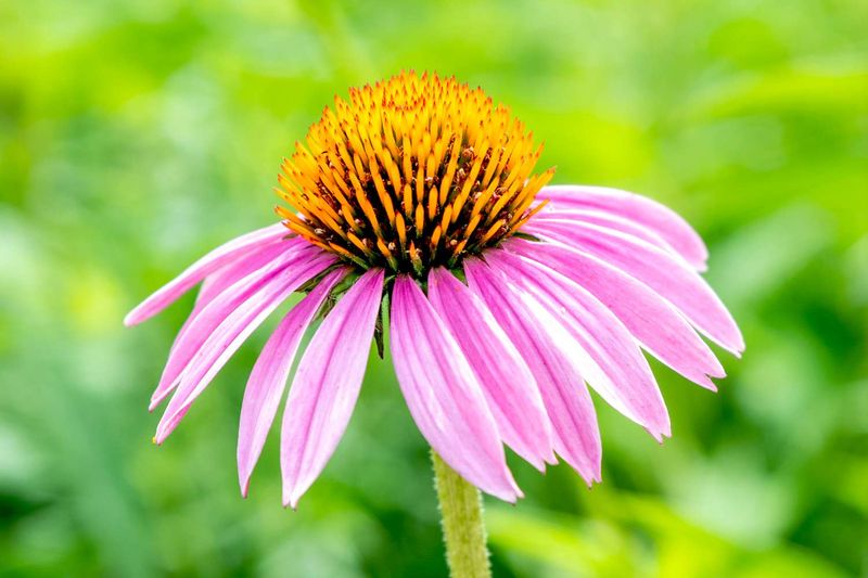Purple Coneflower Takes Heat Without Giving Up Its Summer Color Purple Coneflower Takes Heat Without Giving Up Its Summer Color