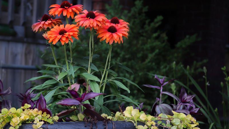 Purple Coneflower Trades Petals For Winter Seed Heads Purple Coneflower Trades Petals For Winter Seed Heads