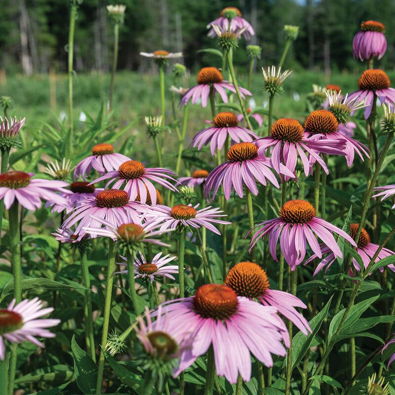 Purple Coneflower Turns Drought Into A Superpower