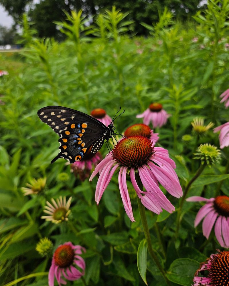 Purple Coneflower Welcomes Autumn Pollinators