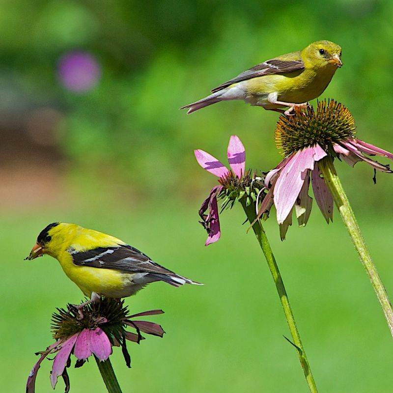 Purple Coneflowers Turn Into Goldfinch Feeders