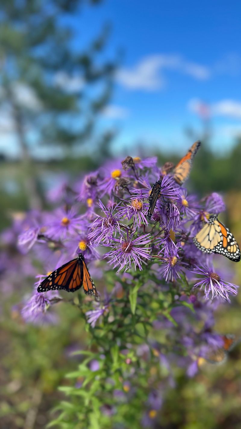 Purple Flowers Become A Late Season Feeding Station Purple Flowers Become A Late Season Feeding Station