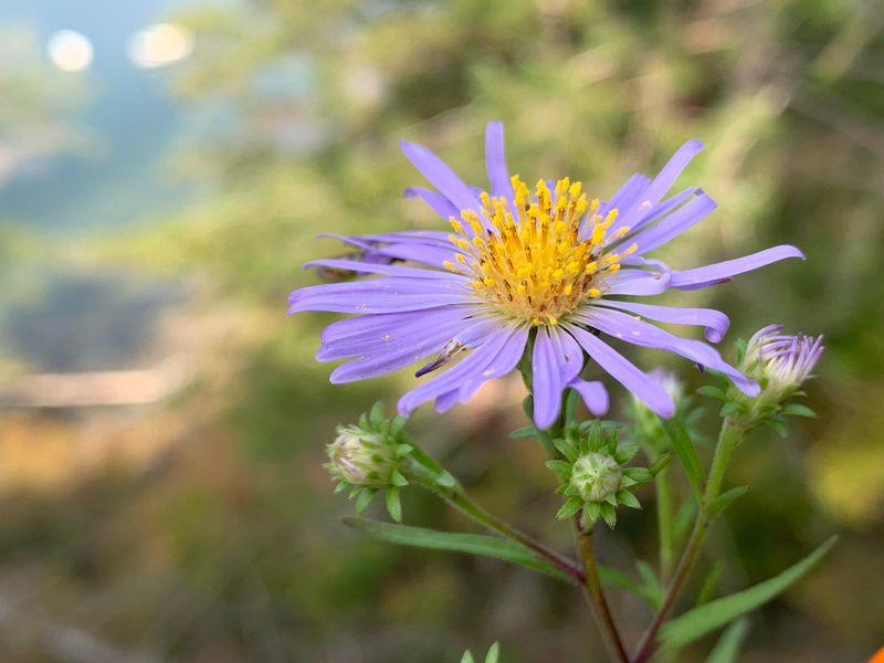 Purple Flowers Bring Color Late In The Year