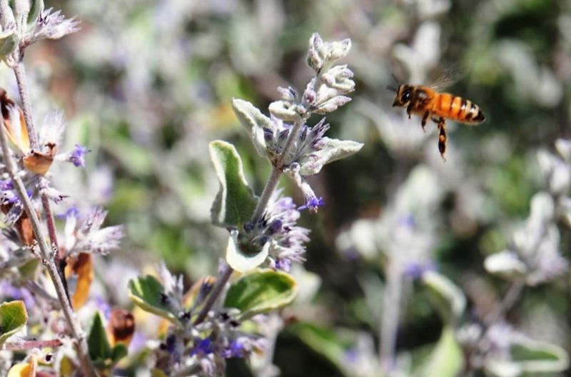 Purple Flowers Bring More Pollinators To The Yard