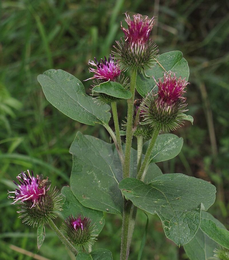 Purple Flowers Develop Into The Familiar Hooked Burrs Purple Flowers Develop Into The Familiar Hooked Burrs