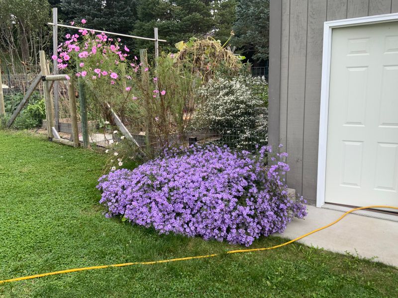 Purple Flowers Keep Coming Into Fall