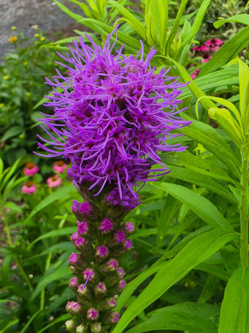 Purple Flowers Open From The Top Down Purple Flowers Open From The Top Down