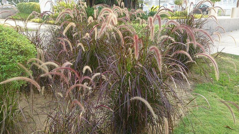 Purple Fountain Grass Spreads Beyond Its Original Bed