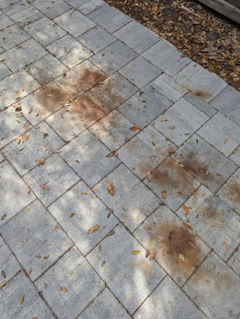 Purple Fruit Stains Patios, Sidewalks, And Driveways Purple Fruit Stains Patios, Sidewalks, And Driveways