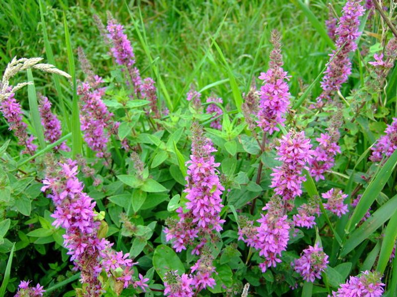 Purple Loosestrife Can Overrun Wet Ground Fast