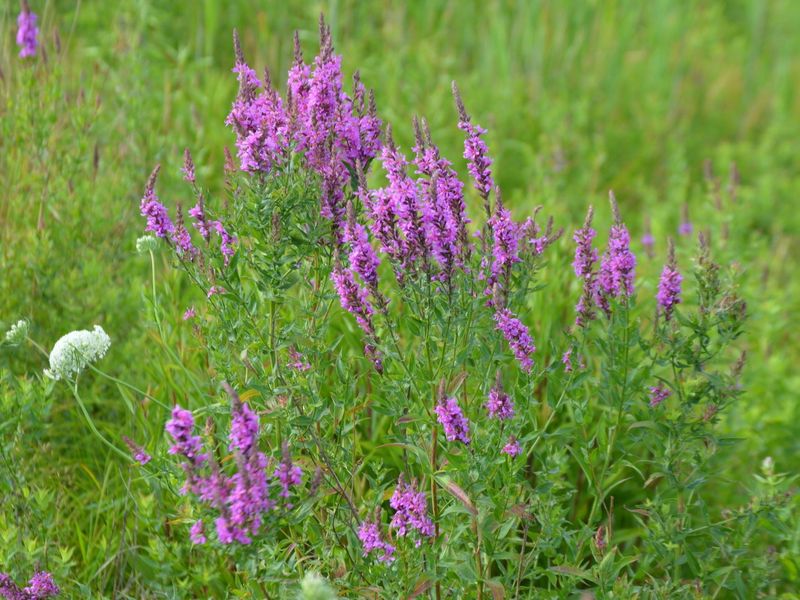 Purple Loosestrife Cannot Be Propagated Purple Loosestrife Cannot Be Propagated