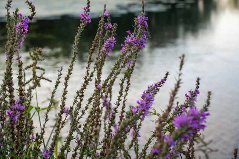 Purple Loosestrife Chokes Wetlands And Waterways Purple Loosestrife Chokes Wetlands And Waterways
