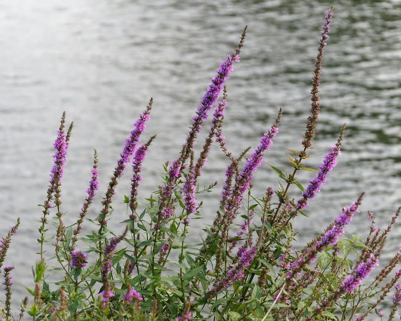 Purple Loosestrife Takes Over Wet Soil Purple Loosestrife Takes Over Wet Soil
