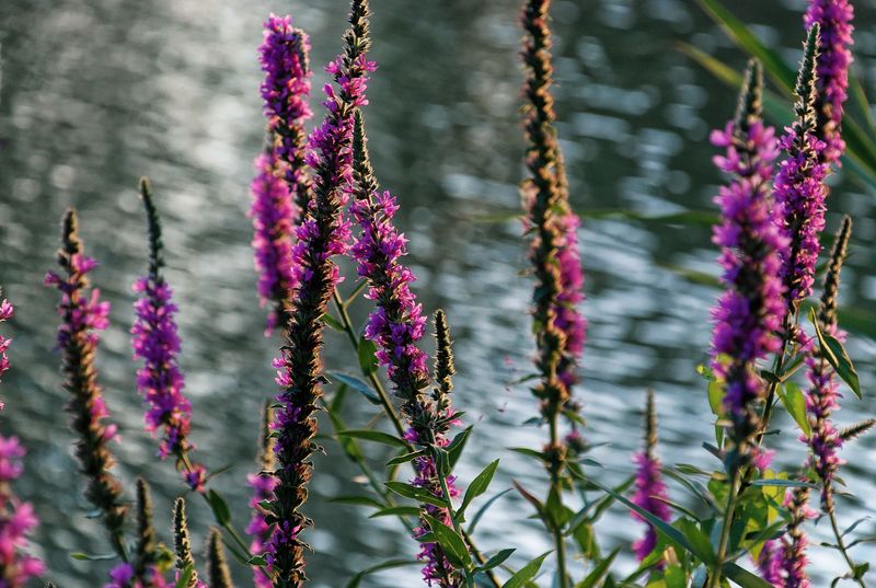 Purple Loosestrife Purple Loosestrife