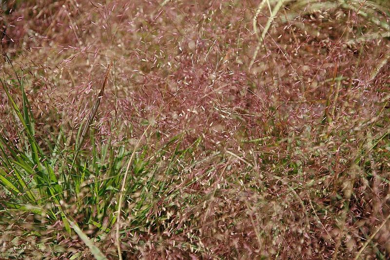 Purple Lovegrass Brings Alabama Roots To Your Lawn Purple Lovegrass Brings Alabama Roots To Your Lawn