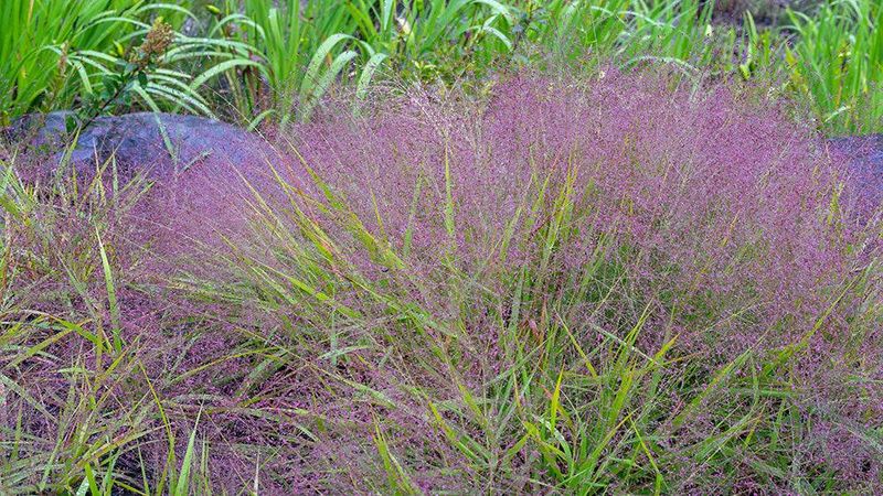 Purple Lovegrass Creates A Soft Purple Haze Near The Ground Purple Lovegrass Creates A Soft Purple Haze Near The Ground