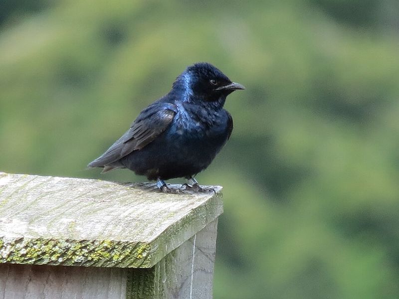 Purple Martin