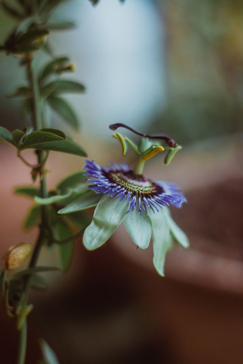 Purple Passionflower Framing A Front Window