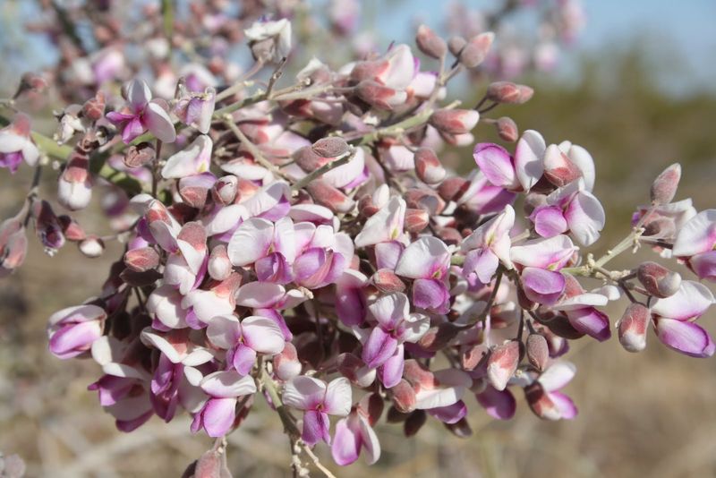Purple Spring Flowers Add Color Before Summer Arrives