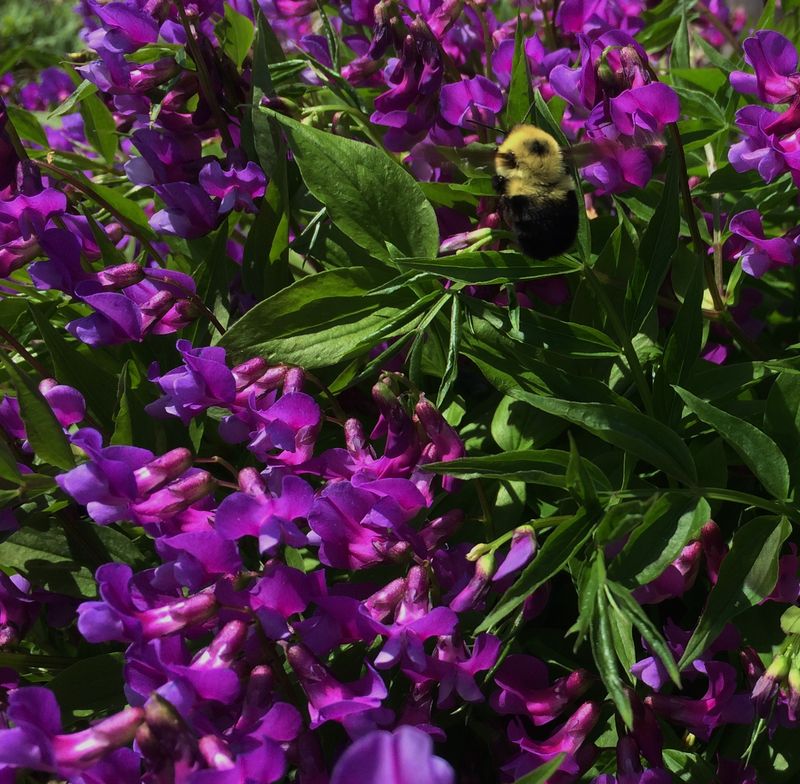 Purple Vetchling 