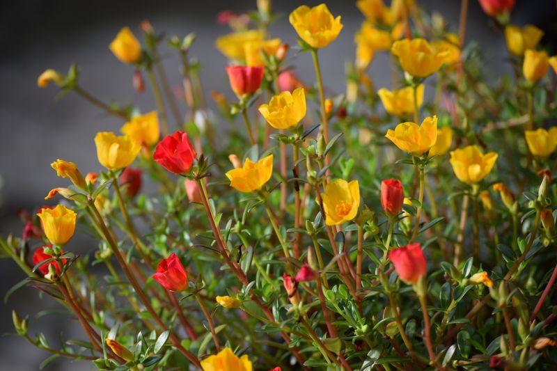 Purslane Purslane
