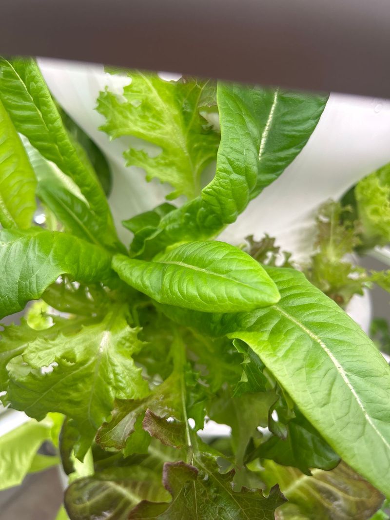 Push Fast Lettuce Into Early September