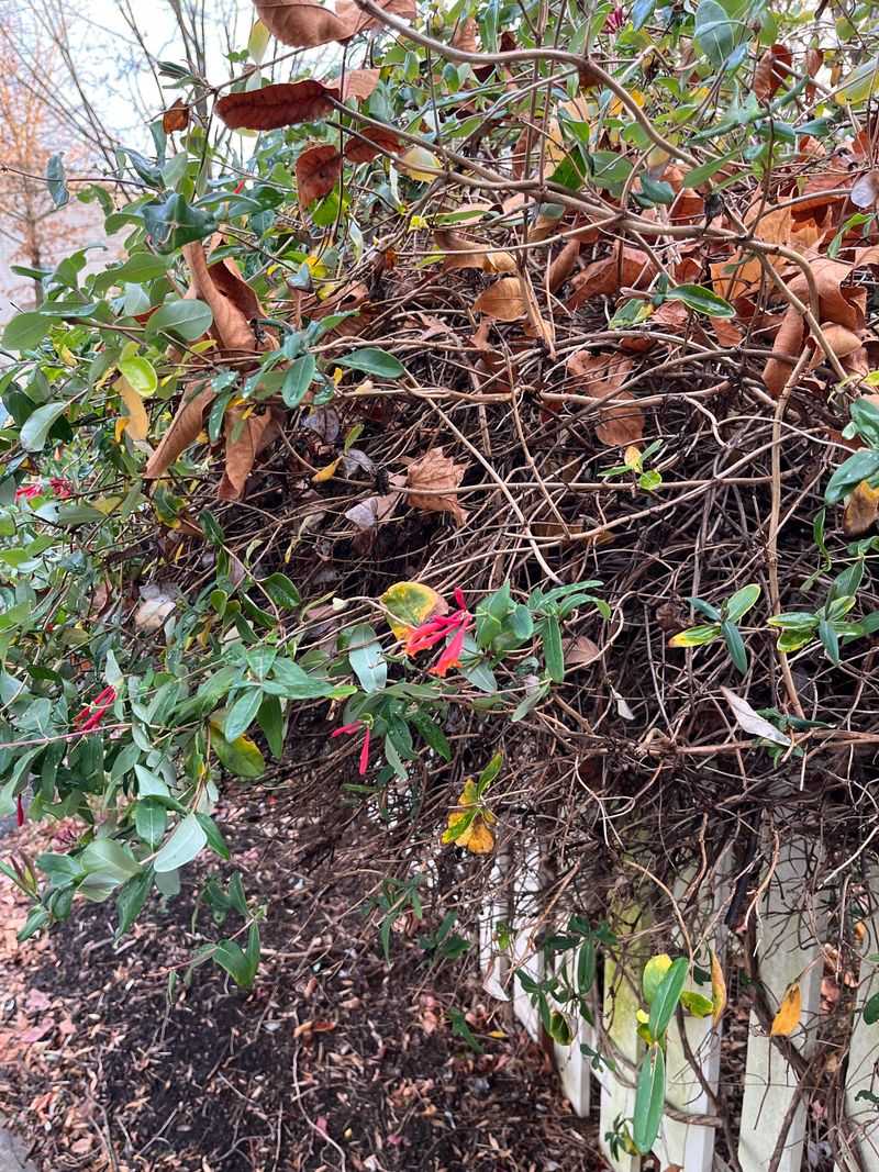 Put Down The Pruners Put Down The Pruners