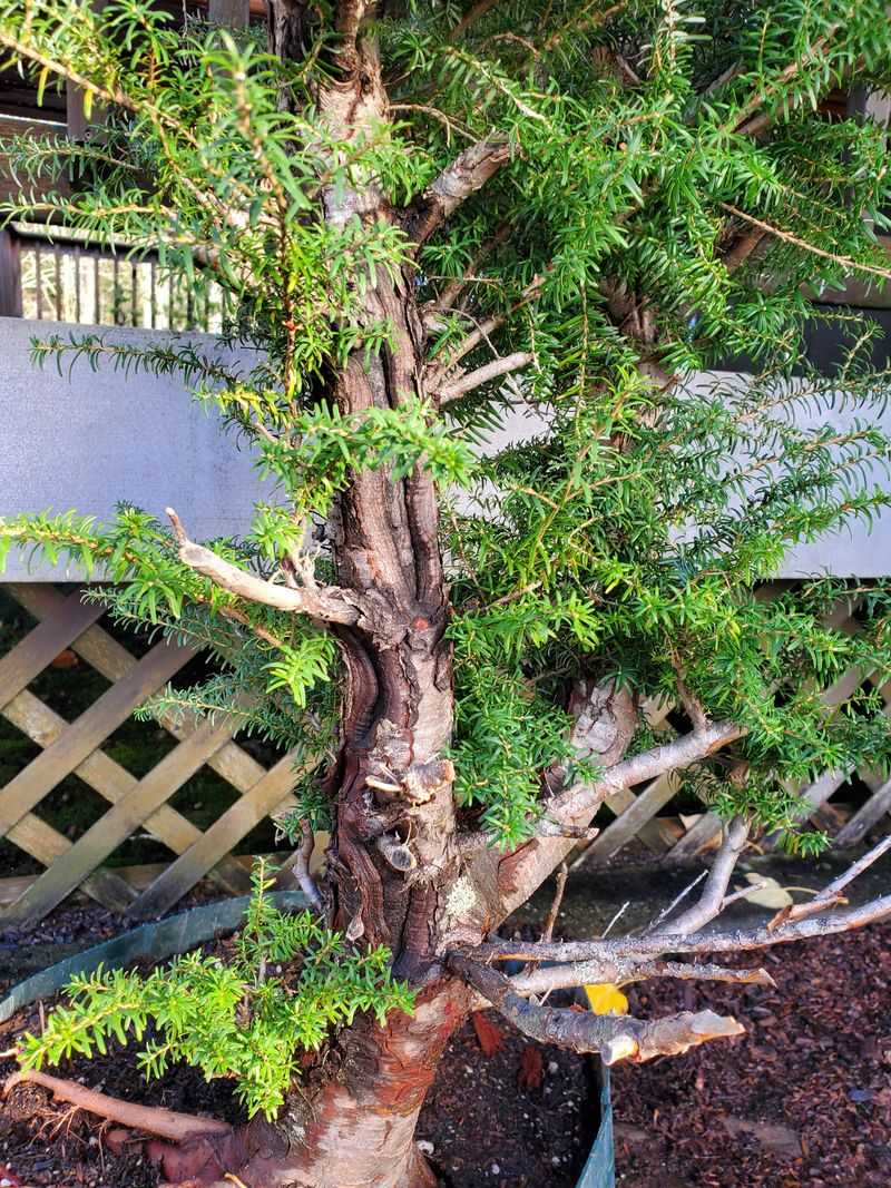 Put Eastern Hemlock On Shadier Screens Put Eastern Hemlock On Shadier Screens