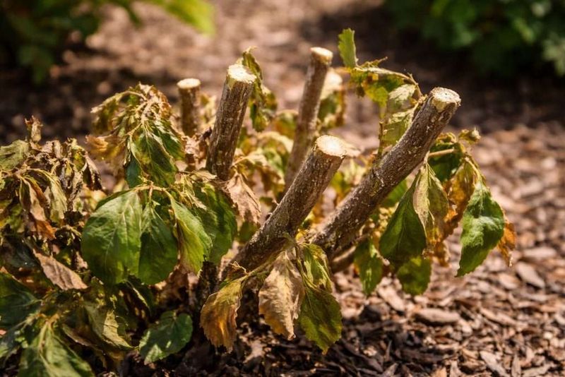 Put Heavy Pruning On Hold Put Heavy Pruning On Hold