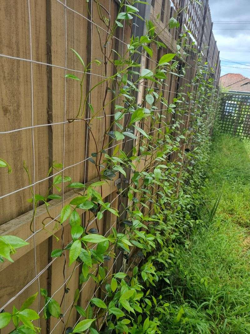 Put Loose Vines Back On Their Support Put Loose Vines Back On Their Support