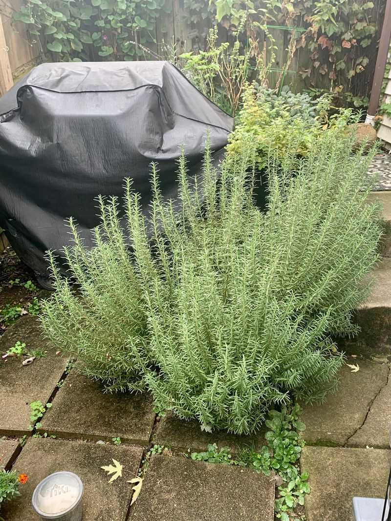 Put Rosemary Near The Porch Entry Put Rosemary Near The Porch Entry