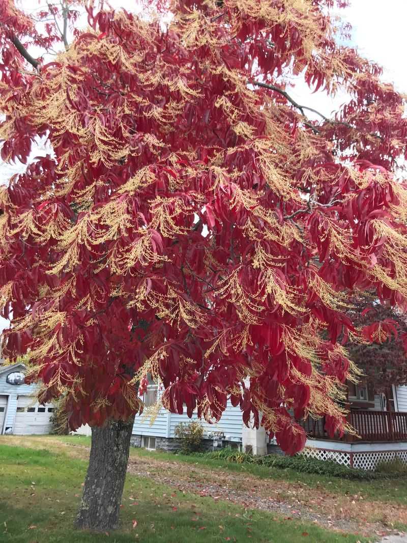 Put Sourwood In The Pollinator Spotlight Put Sourwood In The Pollinator Spotlight