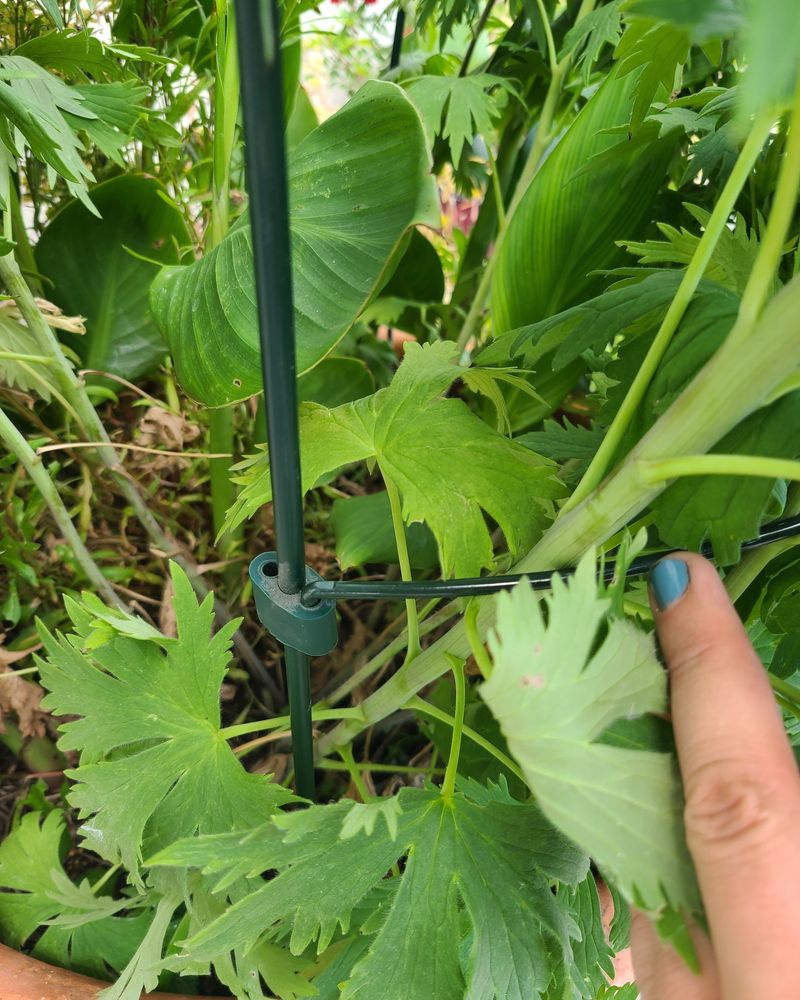 Put Supports In Place Before Plants Start Flopping Put Supports In Place Before Plants Start Flopping