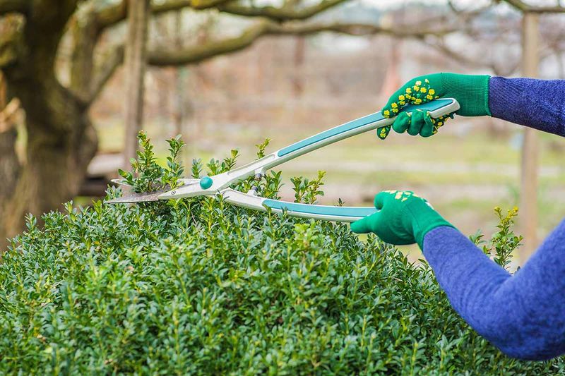 Put The Hedge Shears Down During Peak Heat