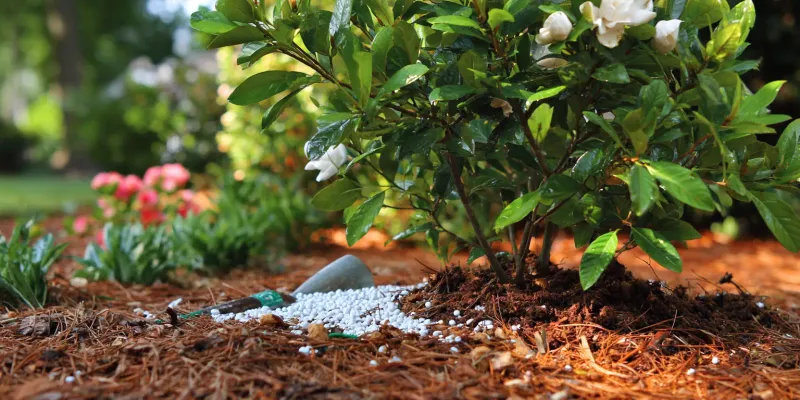 Put The Pruners Away And Protect Next Year's Show