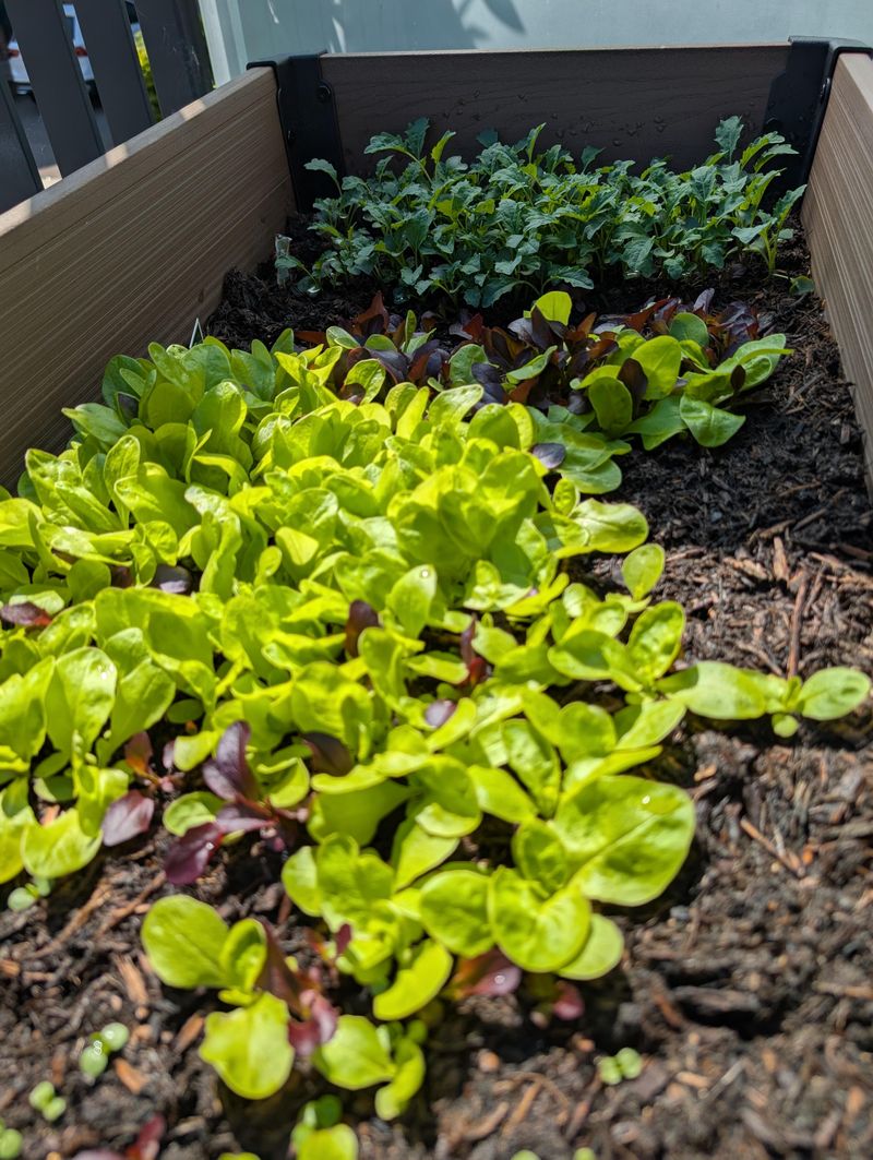 Put The Right Plant In The Right Place Put The Right Plant In The Right Place