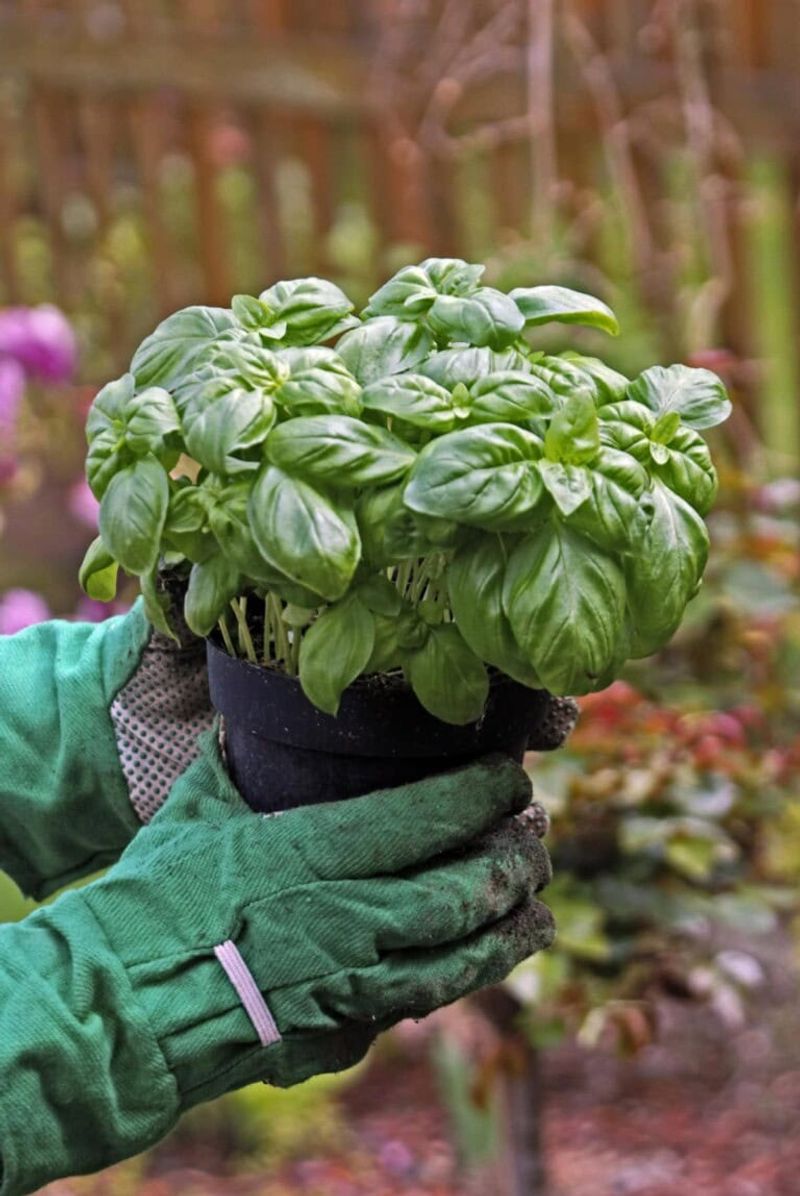 Putting It All Together For A Stronger Basil Season
