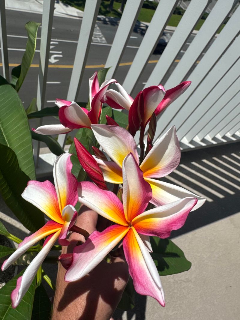 Putting It All Together For Your Plumeria