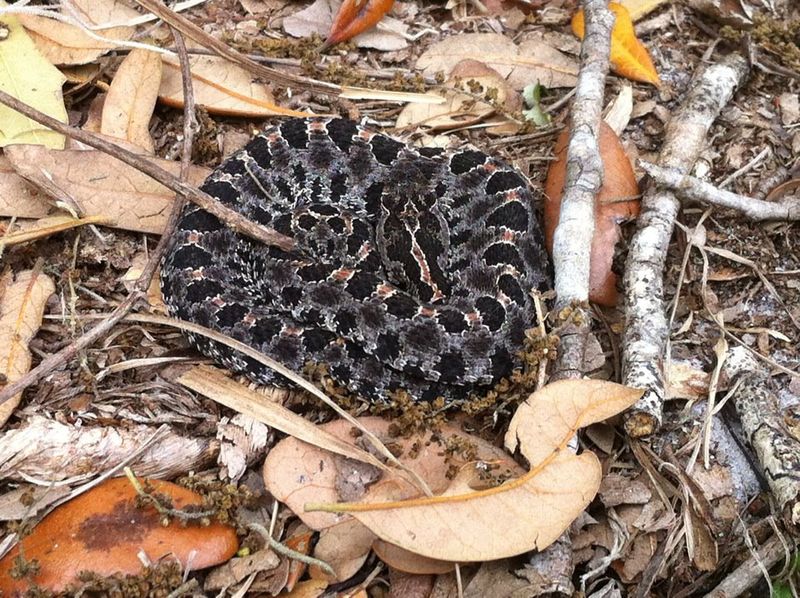 Pygmy Rattlesnakes Spend Plenty Of Time Close To The Ground
