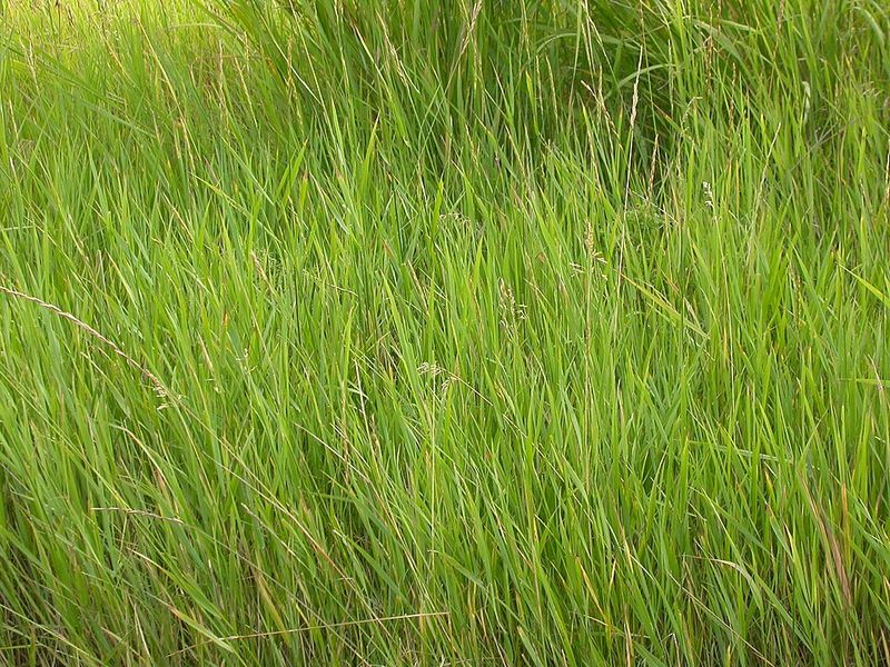 Quackgrass (Elymus Repens) Quackgrass (Elymus Repens)