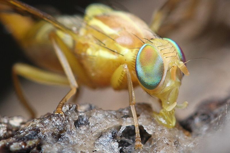Quarantine Zones Restrict Fruit Transport Across San Diego County Quarantine Zones Restrict Fruit Transport Across San Diego County