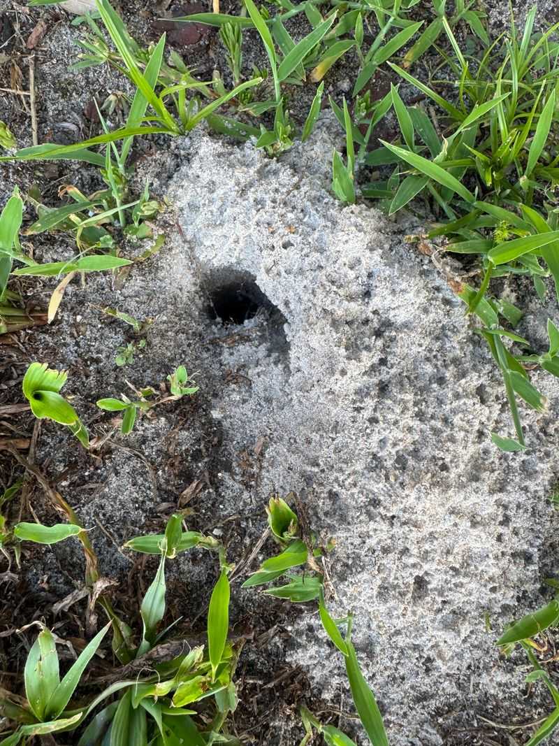 Quarter-Sized Holes And Dirt Mounds May Come From Beetles