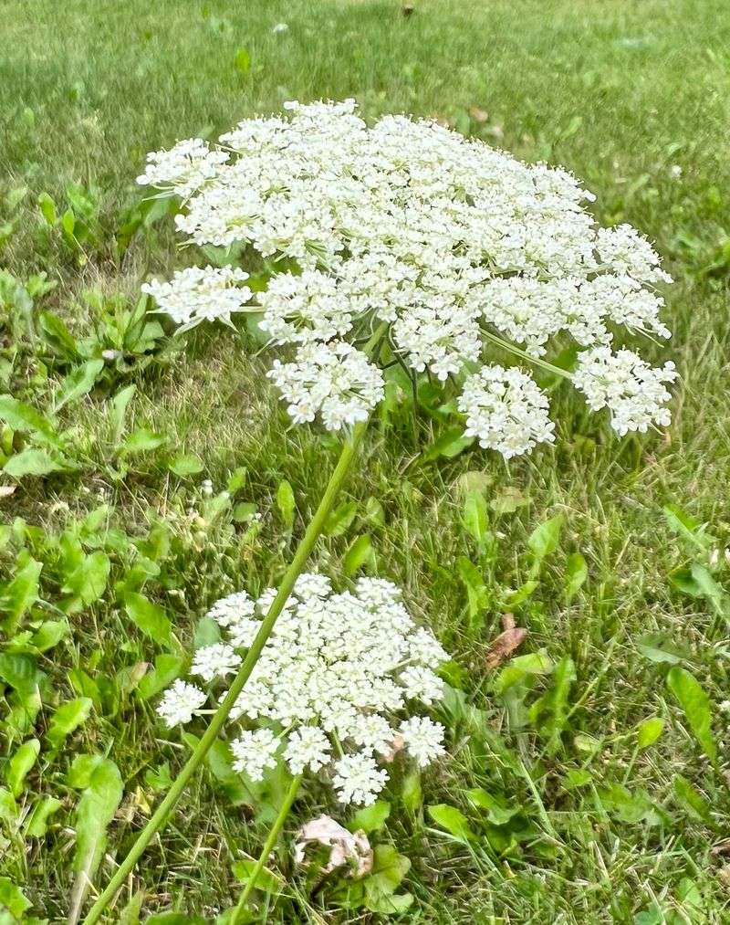 Queen Anne's Lace Looking Almost Too Similar Queen Anne's Lace Looking Almost Too Similar
